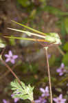 Redstem stork's bill